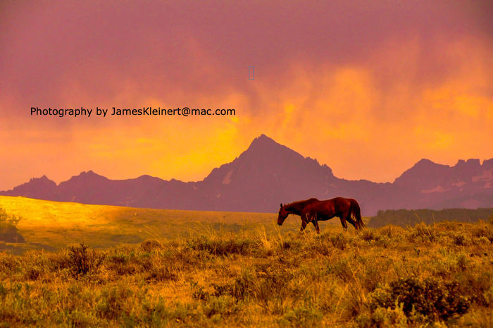 Horse Medicine