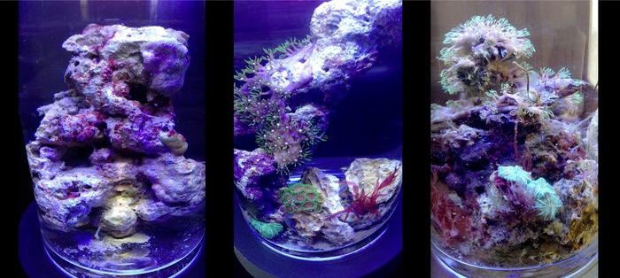 New PJ reef, 6-7 month old PJ reef, 1 1/2 year old PJ reef Ecosystem