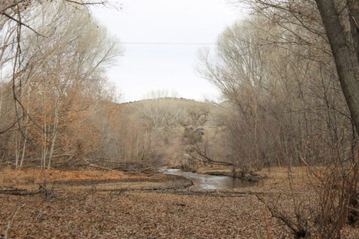The cottonwoods and creek on the property