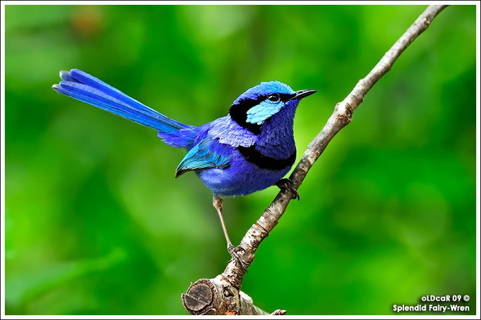 Splendid Fairywren