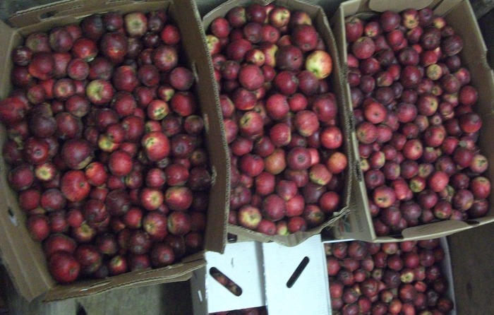 Kingston Black cider apples