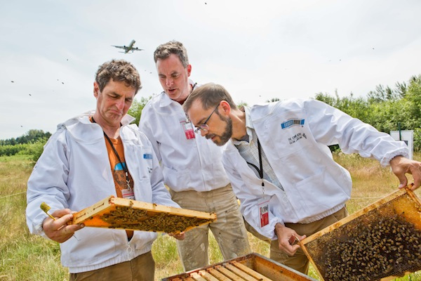 Our airport beekeepers are raising local, disease-resistant queens.