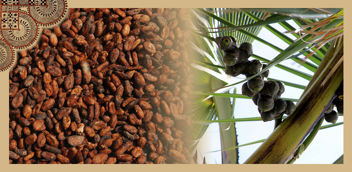 Cacao and the Palmyra Palm - our healthy source of sweetness