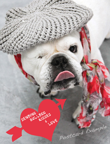 Bulldog Kisses Postcard