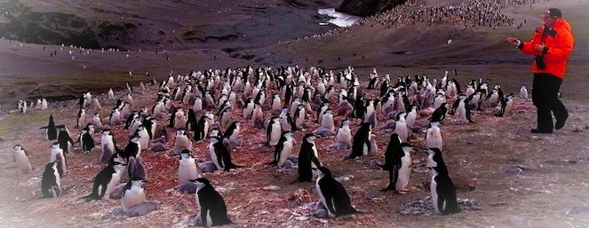 Tackling climate change, one penguin at a time