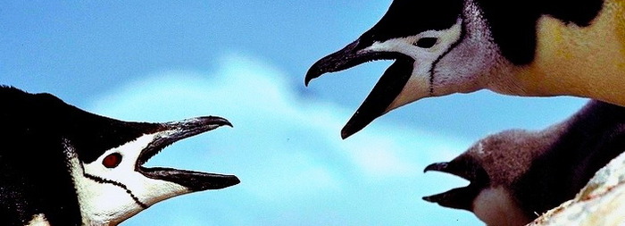 Penguins on the move speak volumes about flexibility and climate change