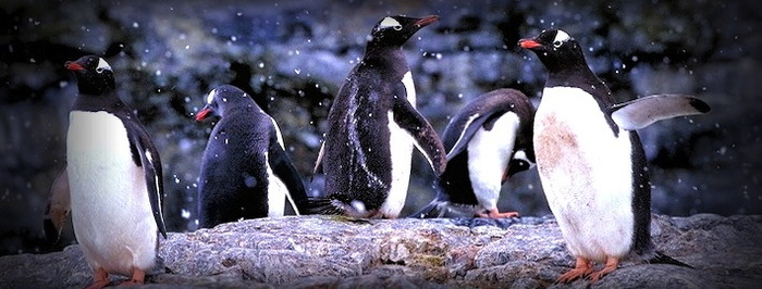 Penguins are on the move!