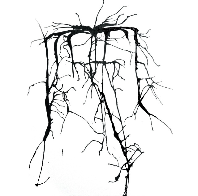 Root Love, by Maria Pinto