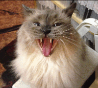 Gary the Tower cat says, "Donate Meow!"
