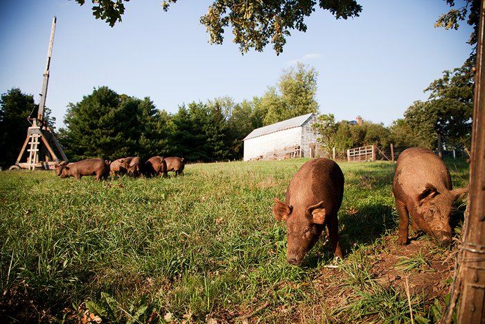 Our hogs at Rollercoaster Farms, Darlington, WI.
