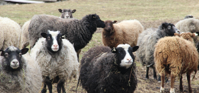 Some of the supporting sheep cast of MAGNETIC