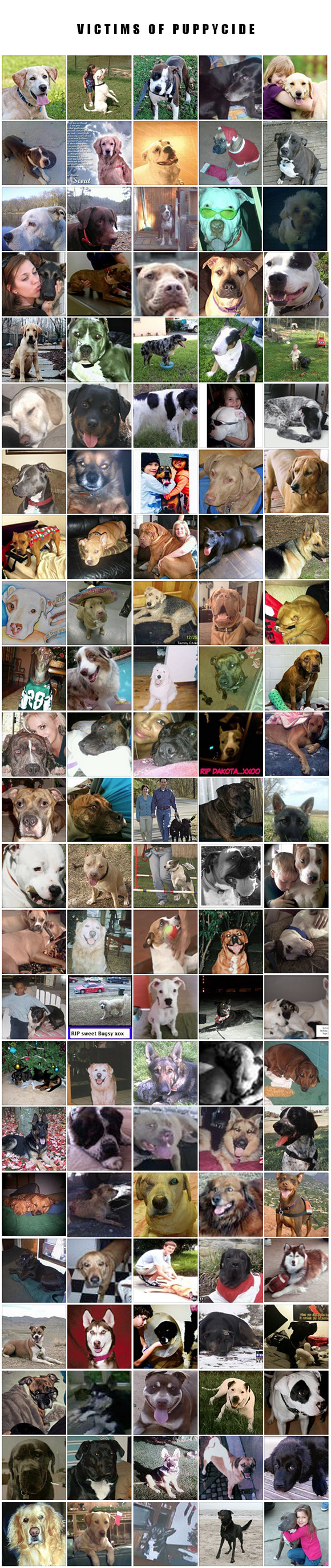Image courtesy of the "Dogs Shot by Police" facebook page.