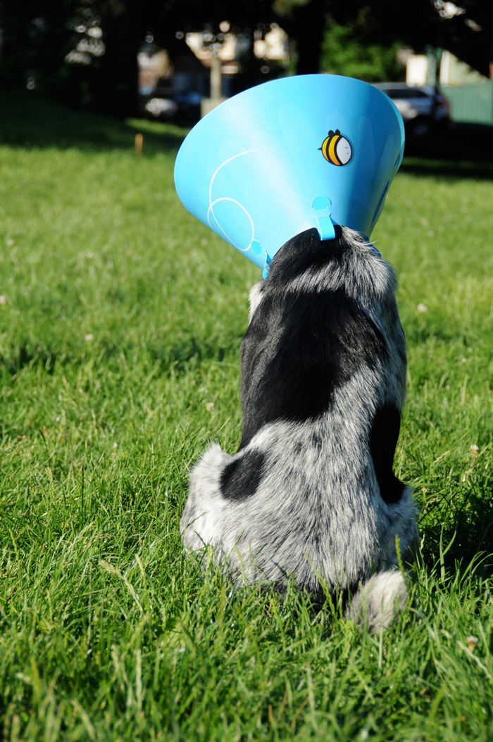 You can see our first medium Daisy Cone prototype above in the photo with Silver the dog.