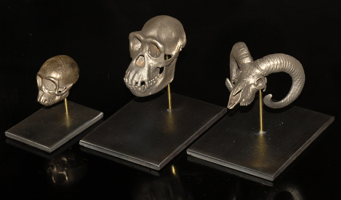 Stainless Steel Skulls on Metal Display Mounts