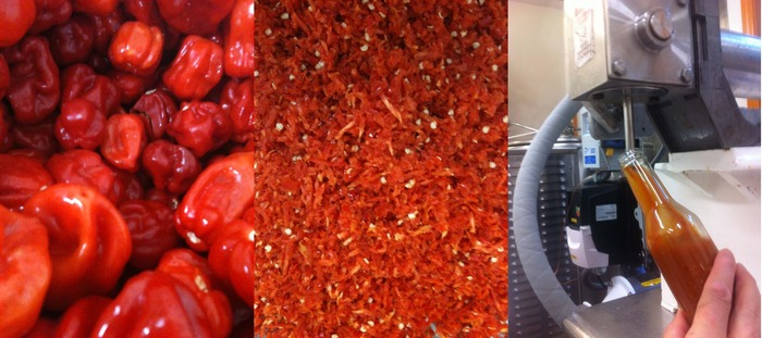 From peppers to sauce! Our signature sauce also has butternut squash, apple cider vinegar, onion, sweet potato, honey, garlic, salt, and ginger.
