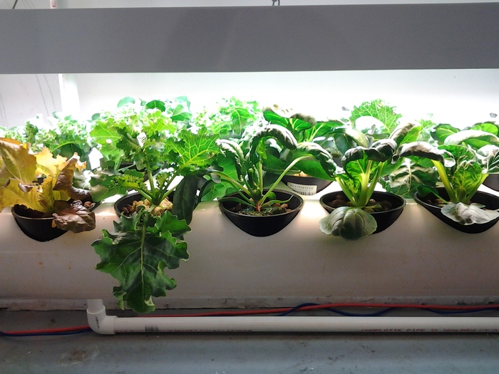 Grow Your Own!