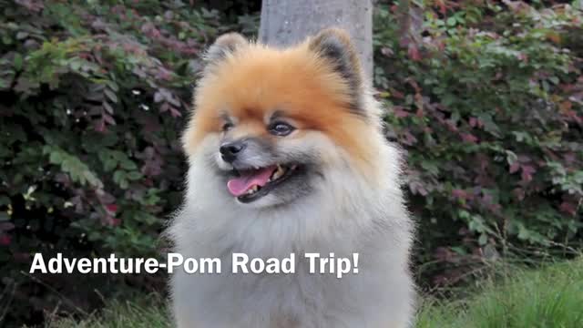 project video thumbnail