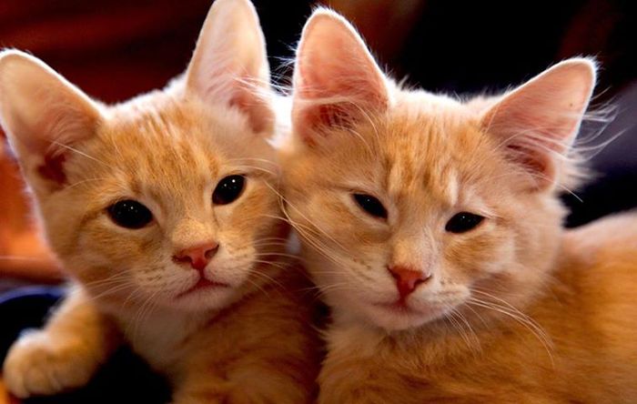 Meet Chip and Dale our former fosters and stars of CatVideos.com