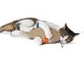 Wiki Modeing PetStages Wrestle and Scratch