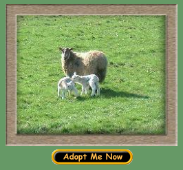 Pledge to adopt and name a sheep "Sheep Dip"