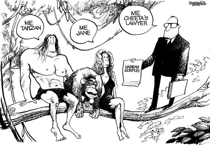 Bill Bramhall's NY Daily News cartoon inspired by Steve Wise's lawsuits