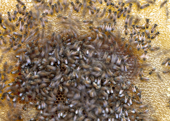 Motion Study, Bees Long Exposure