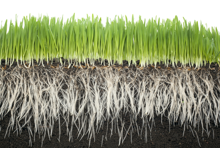 Long roots equal better nutrition