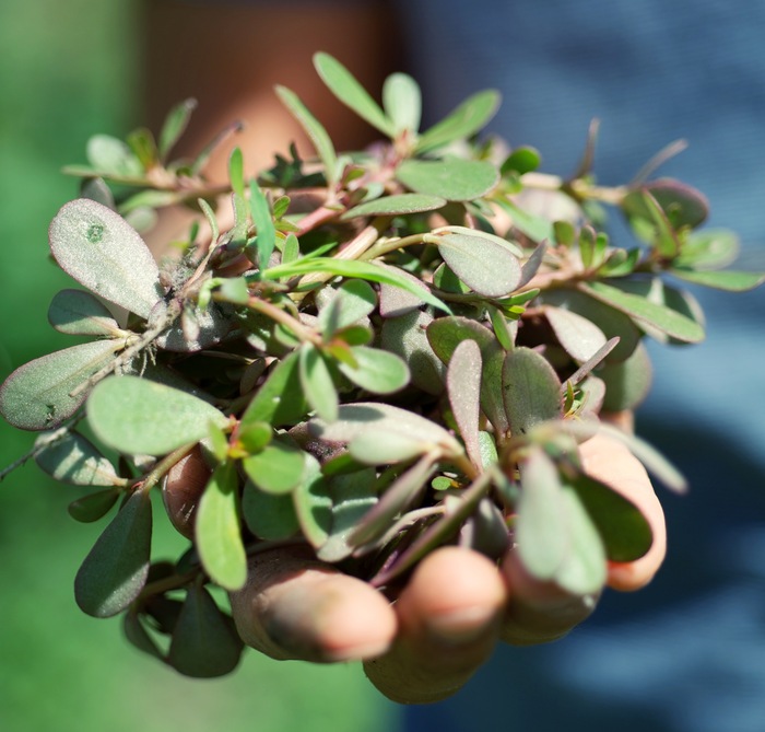 Purslane is a common garden weed. It's delicious in soups, salads, and smoothies.