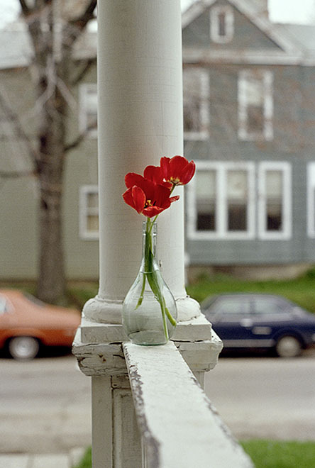 Red Tulips, Indiana 1978 (8.5 x 11") (22 x 28 cm) and (24 x 30") (61 x 76 cm)