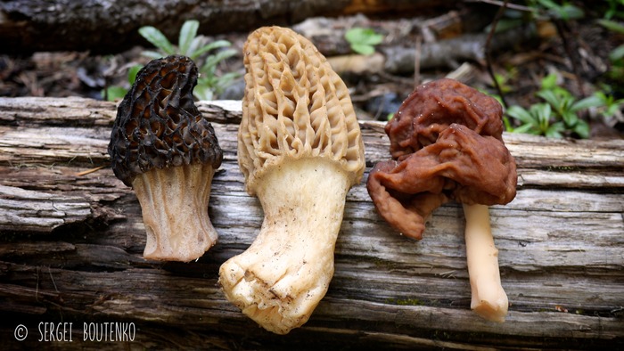 Black morel, white morel, false morel (left to right)