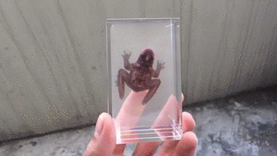 Translucent Frog Looking Glass, modified by T.Y.F.