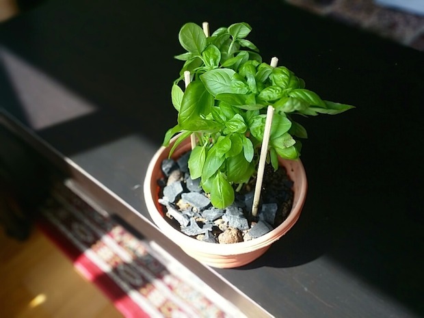 Purggo bamboo charcoal fertilizer - for our herbs