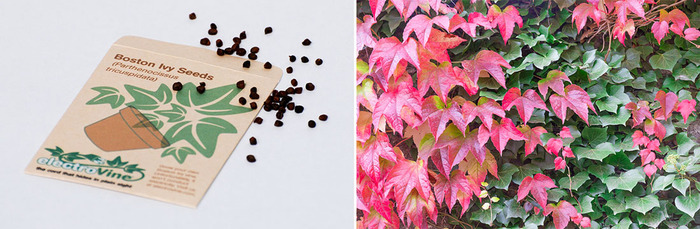Packet of Boston Ivy Seeds (Parthenocissus tricuspidata)
