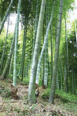 Bamboo Supplier