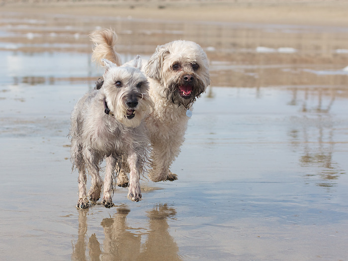Running wild at Huntington Beach!