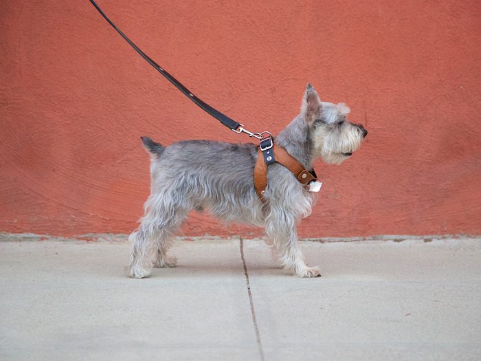 DeeOhGee wearing the Deetach harness, light and leash.