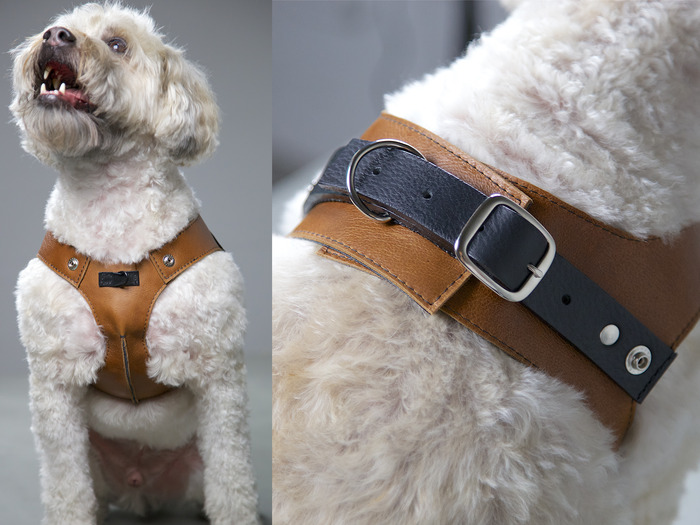 Chico modeling the harness.