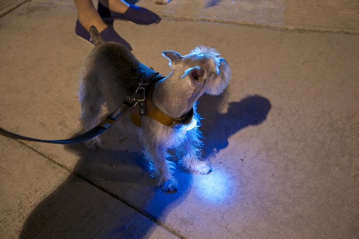 Light unit makes your doggie more visible at night.
