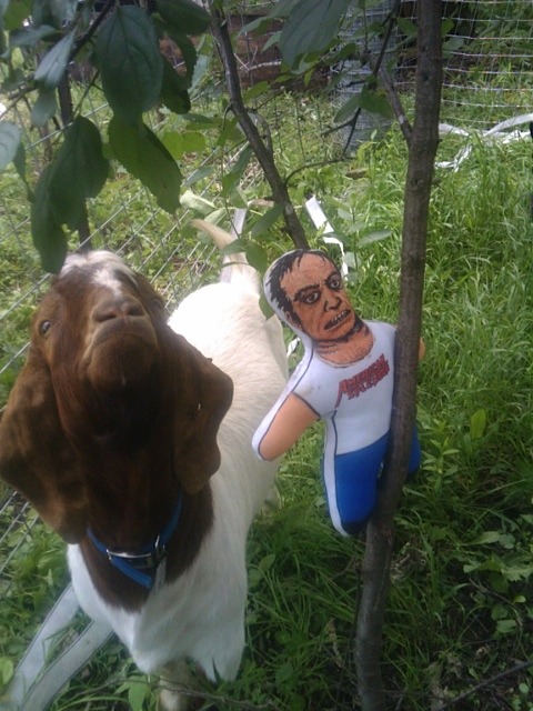 Harvey farming goats in Minnesota