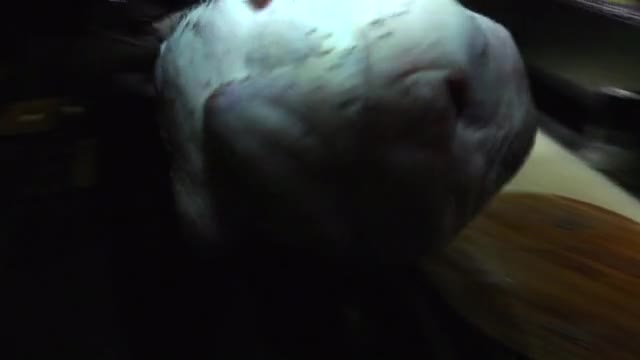 project video thumbnail