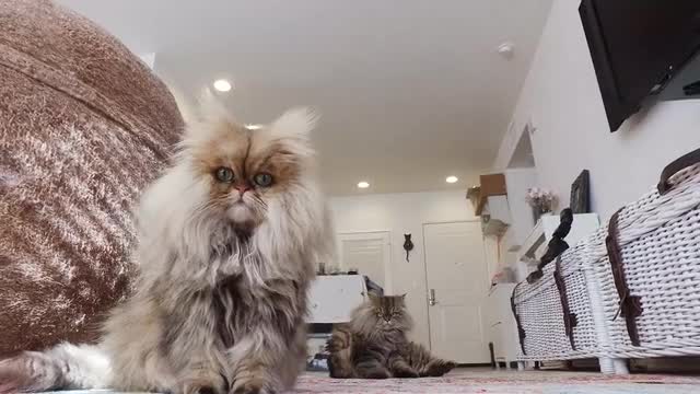 Miniature de la vidéo du projet 