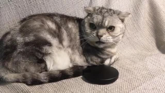  Project-Video-Thumbnail