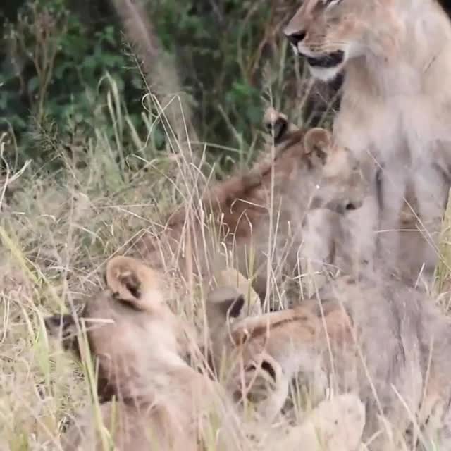 Lion: Pride Before the Fall by Born Free Foundation — Kickstarter