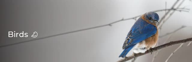 project video thumbnail