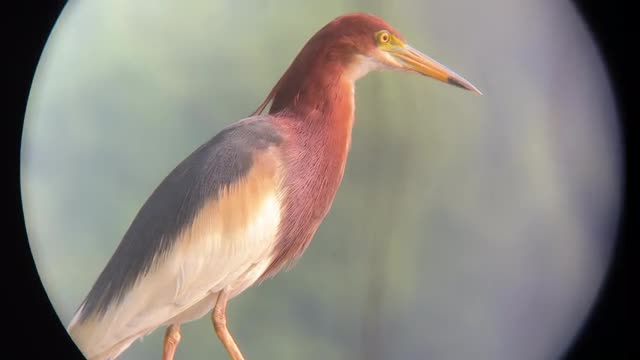 project video thumbnail