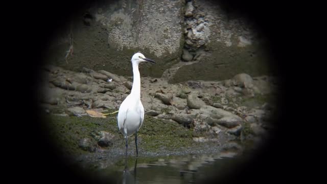 project video thumbnail