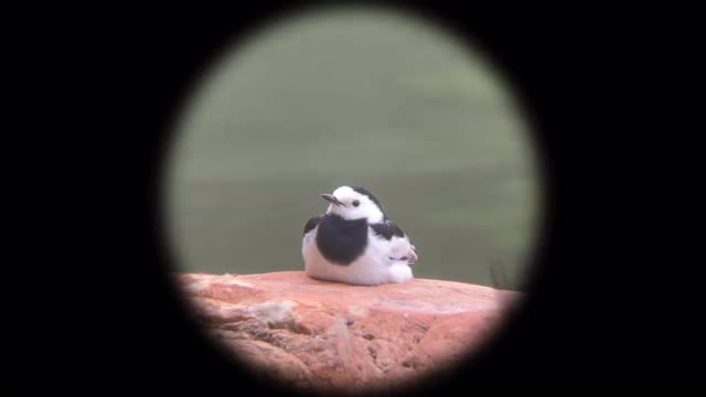 project video thumbnail