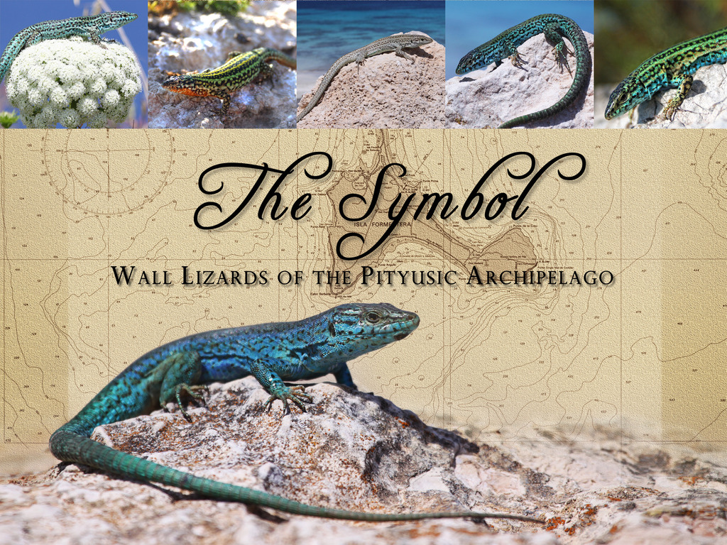 The Symbol: Wall Lizards of the Pityusic Archipelago's video poster