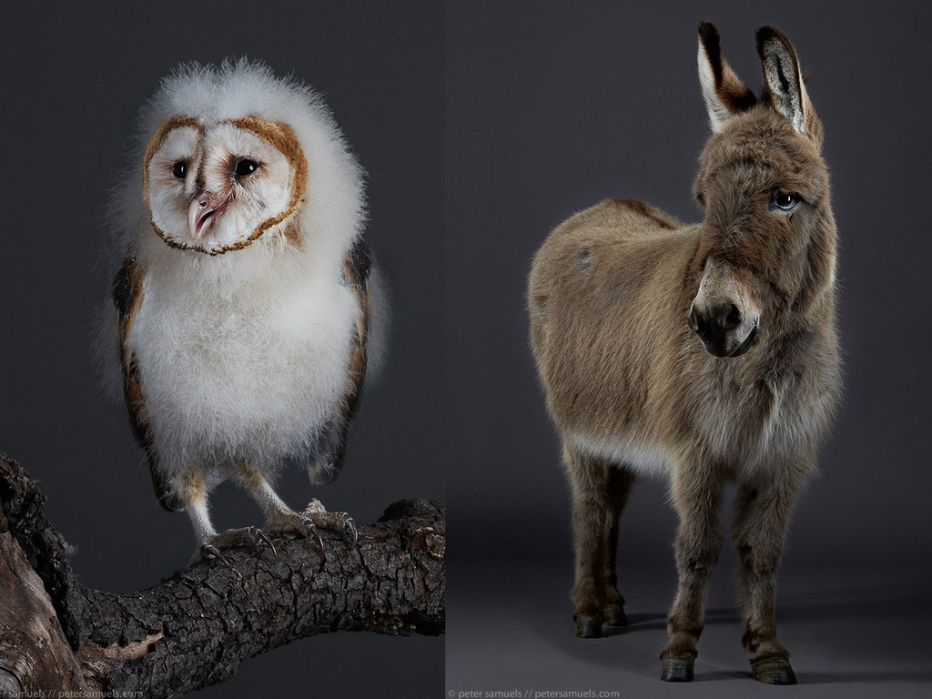 fairy tale animals's video poster