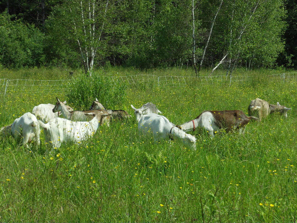 The Green Goat's video poster